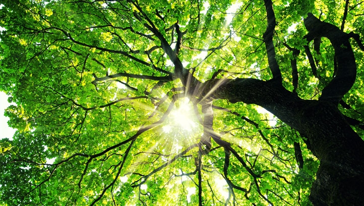 How leading UK businesses are coming together to take action for climate and nature